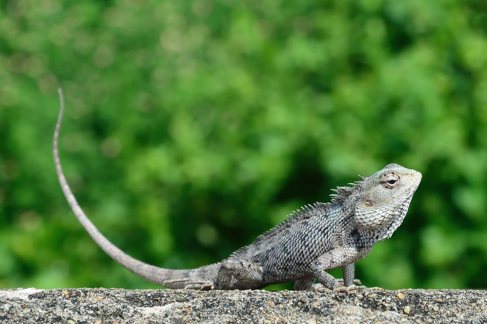 Калот-кровосос, Calotes versicolor, Oriental Garden Lizard