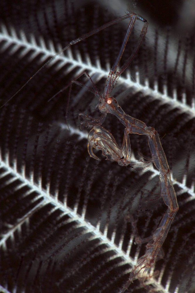 Крошечная креветка