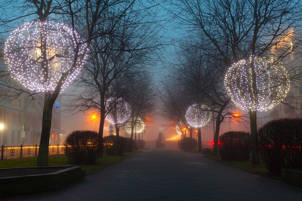 Одуванчики