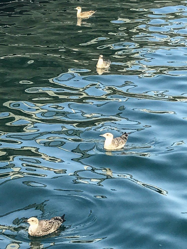 Чайки и море