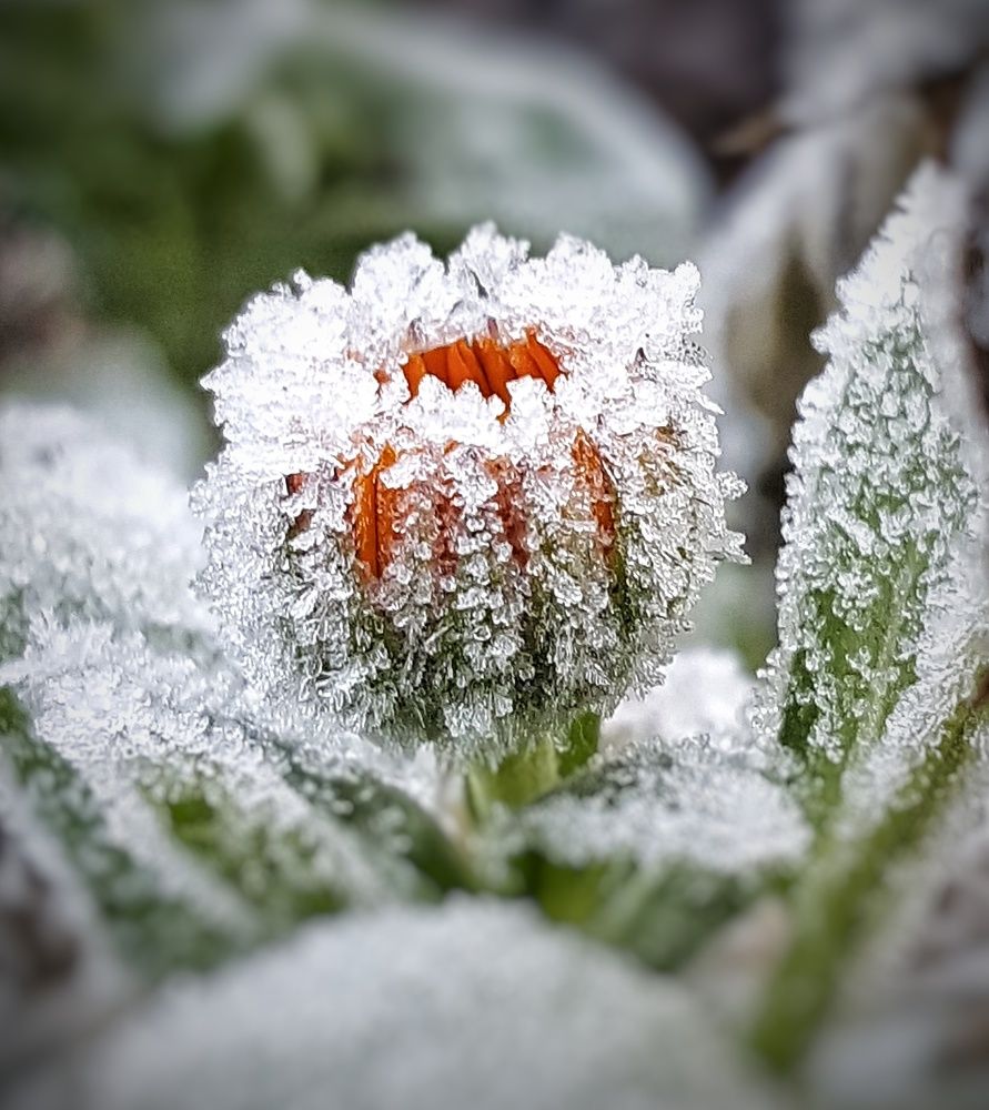 Winters flower