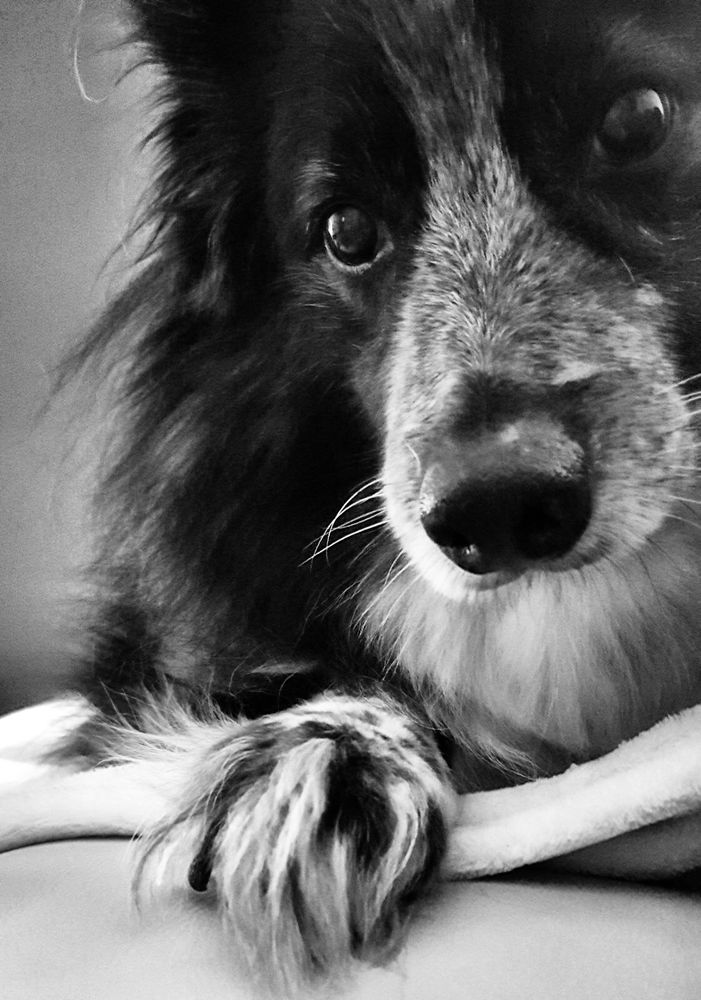 Portrait of A Good Boy