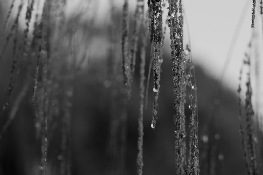 утренняя роса