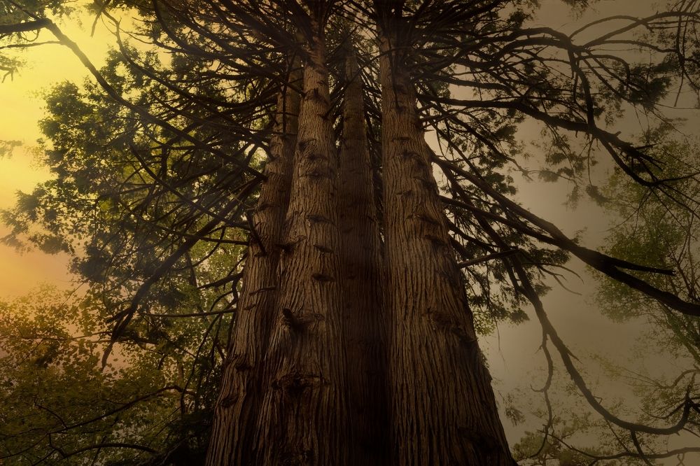 Photograph by Vladimir Barenboym