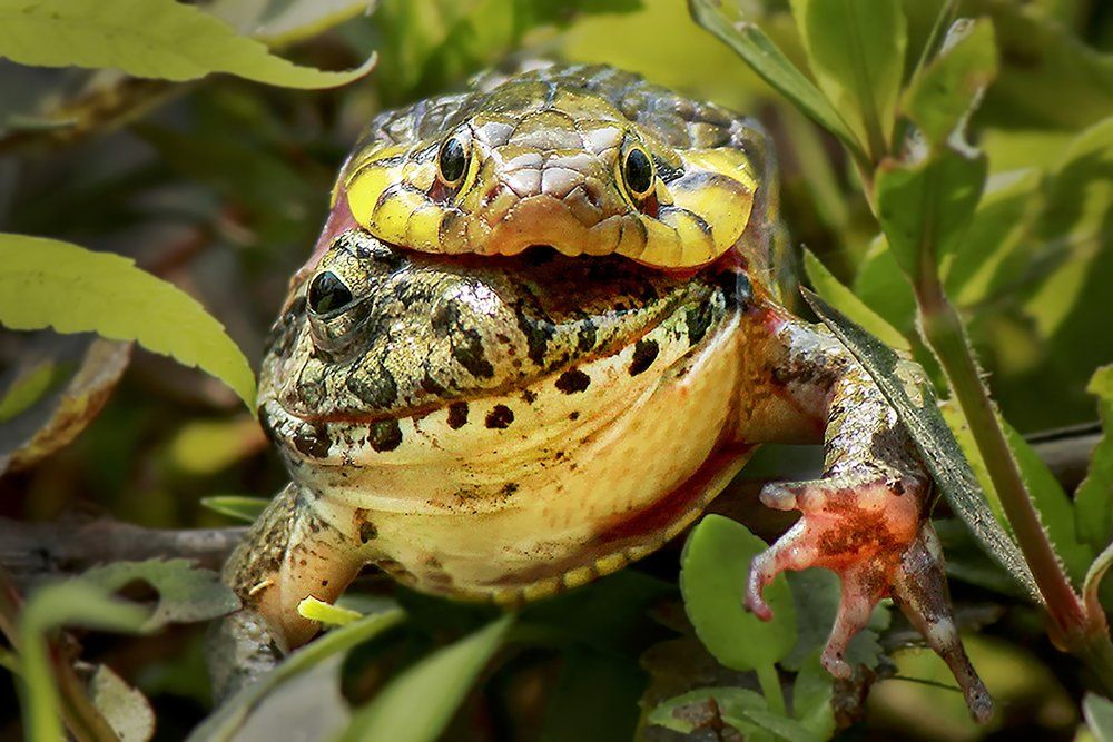 Please save me ( The last Call )