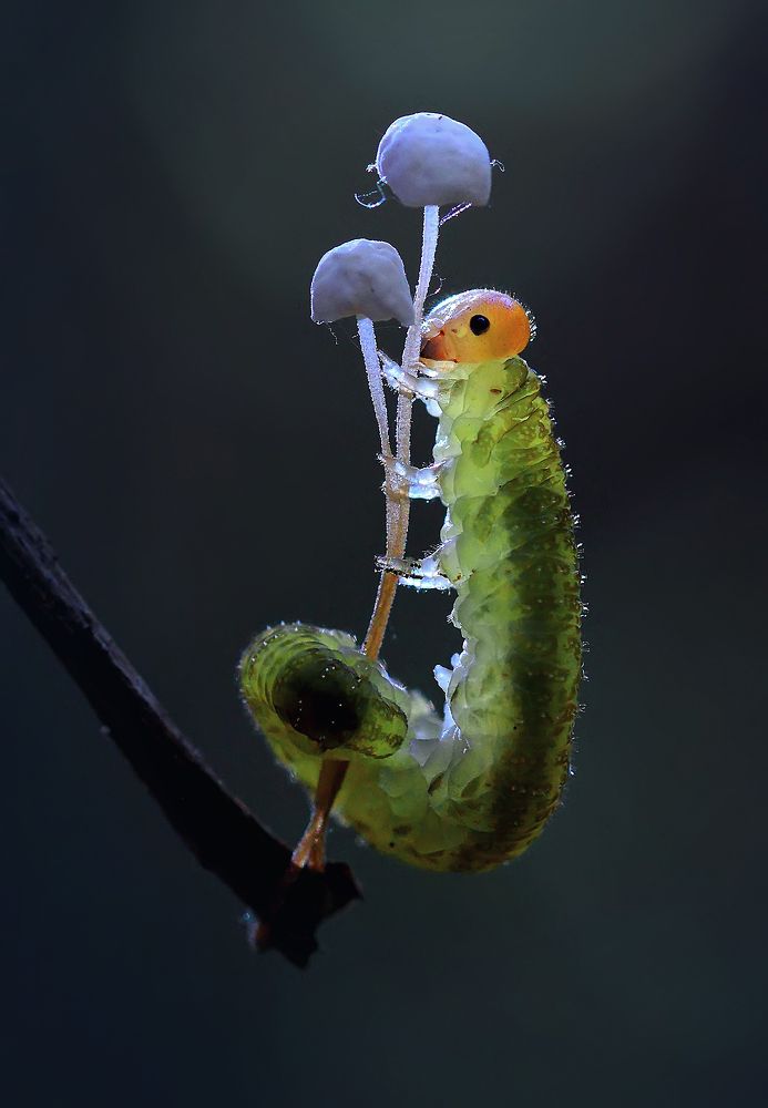 Светящаяся