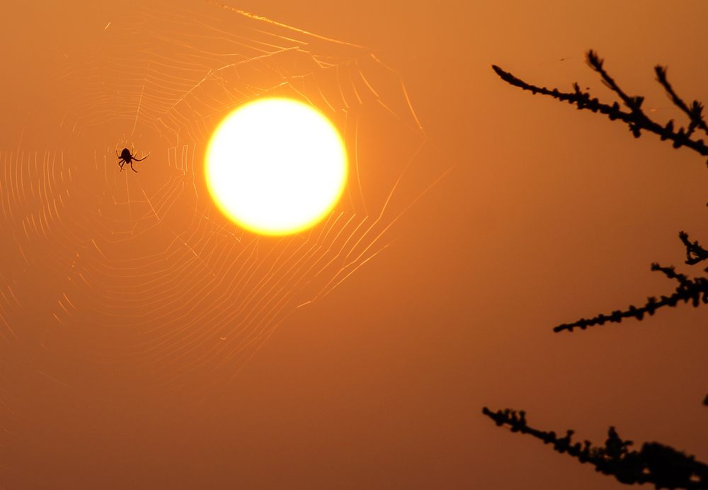 Вот так улов!