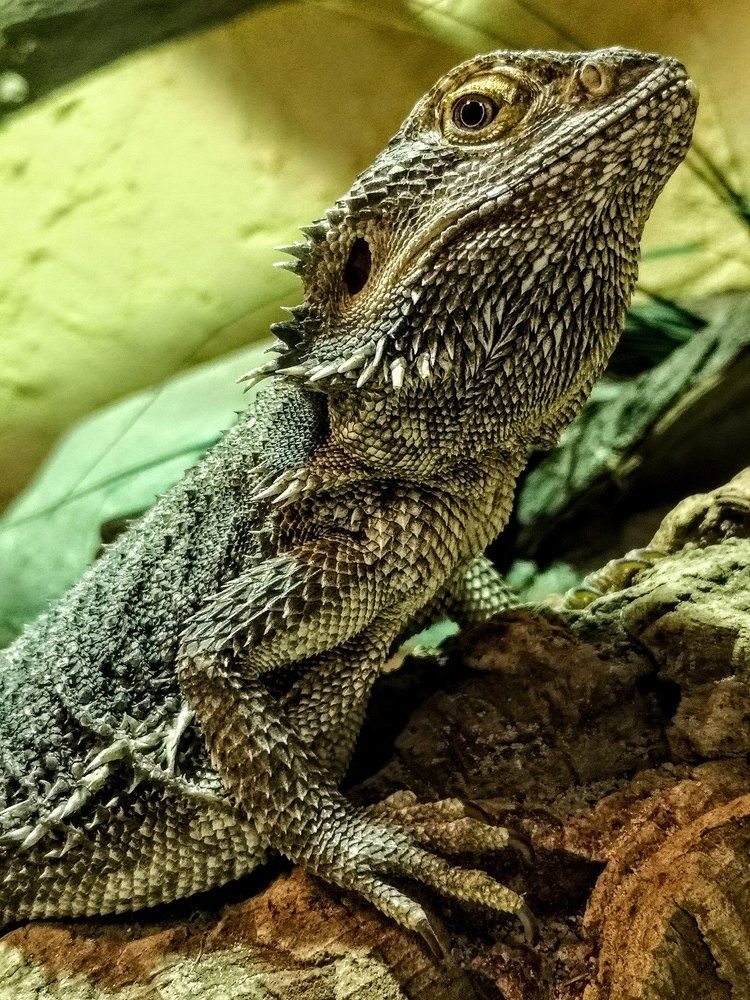 Dragon lizard
