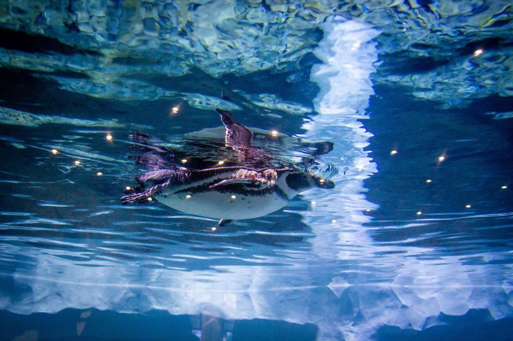 Пингвин с иллюминацией