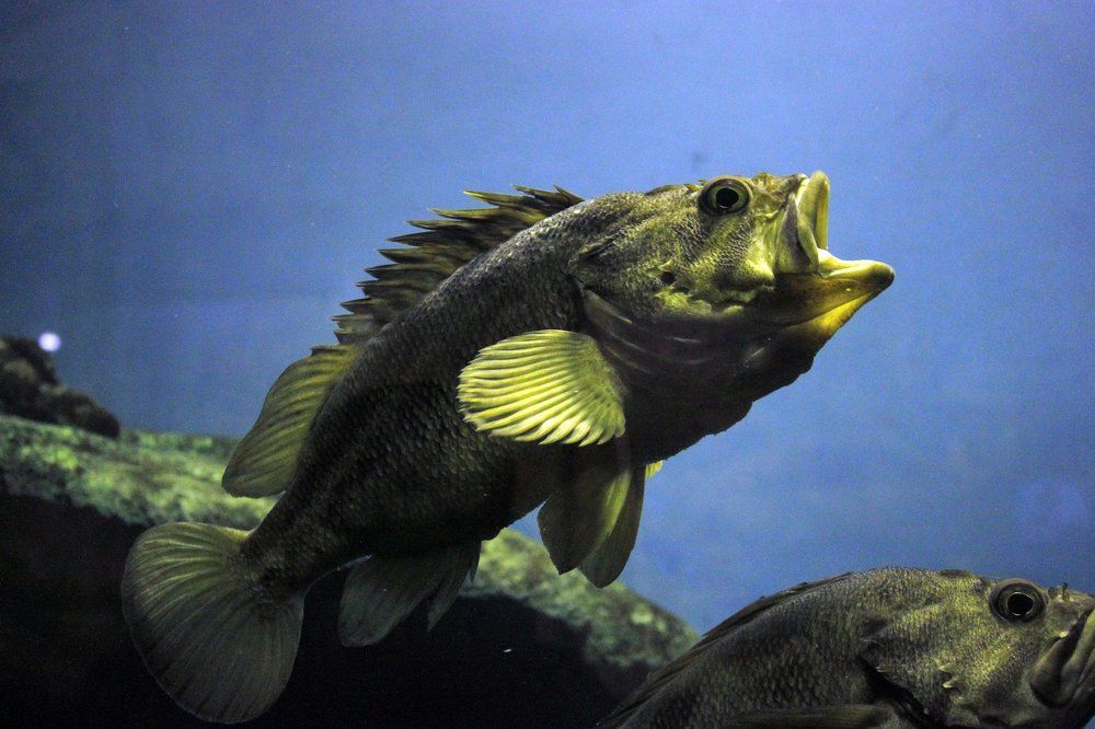 Примадонна