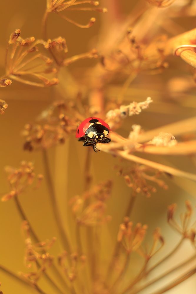 Канатоходец