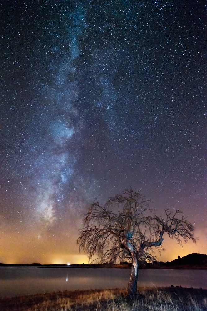 Stars over the Tree