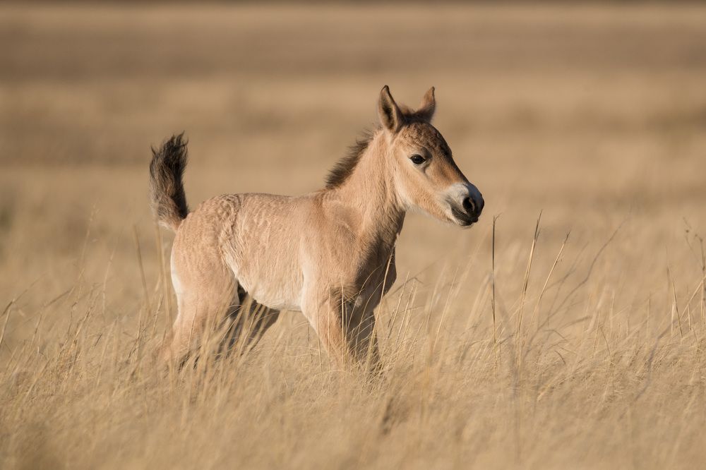 Жеребячье счастье