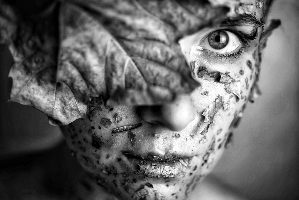 Чёрный клён