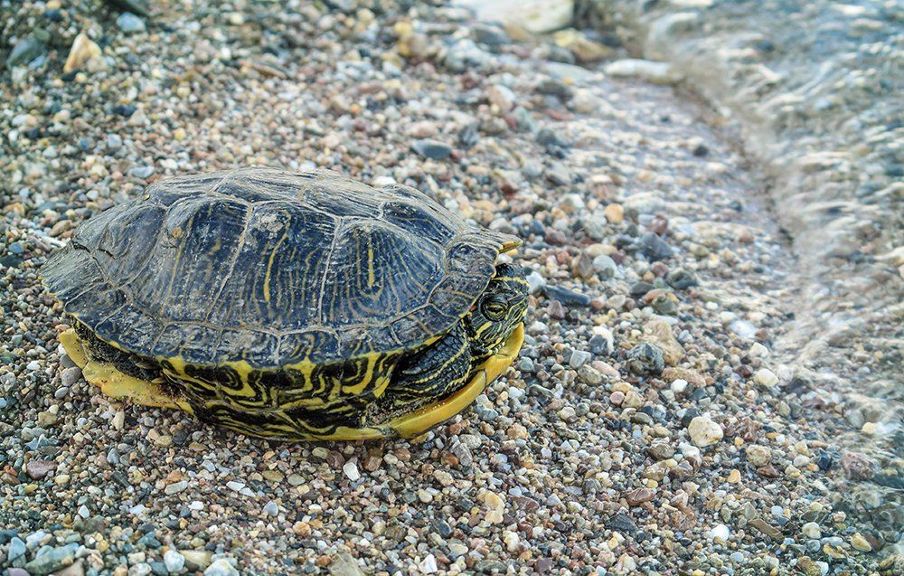 Chilling on the Beach