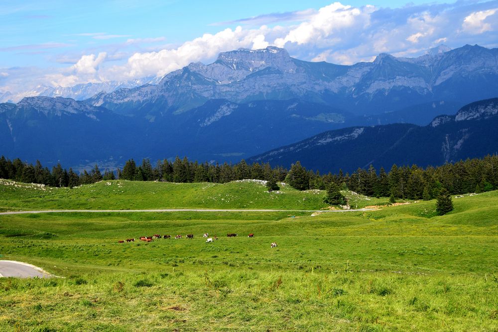 Альпийские луга
