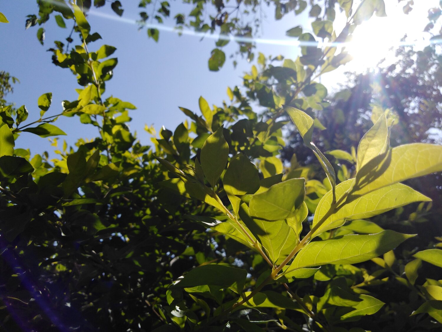 The brightest Sun