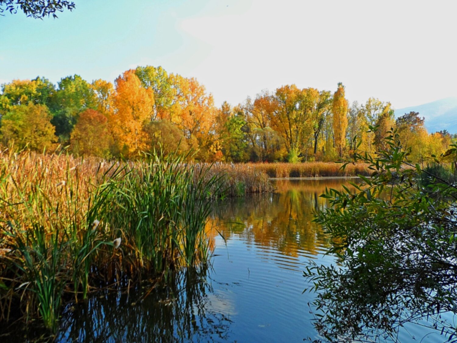 Autumn reflections
