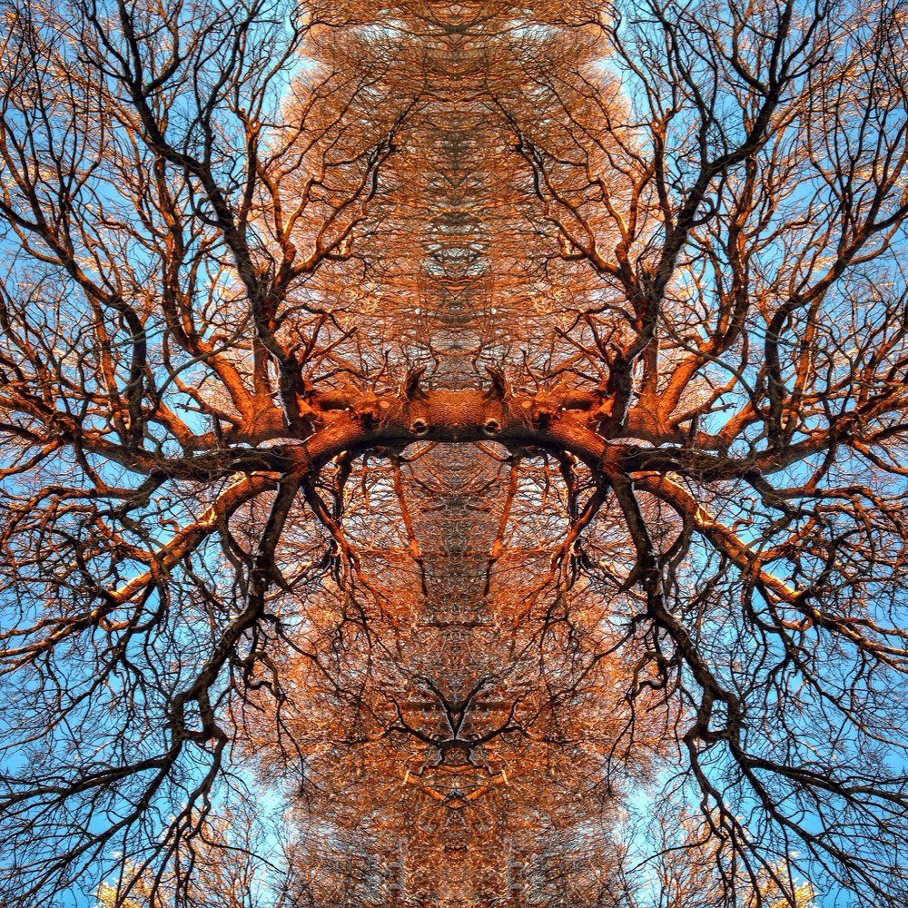 Истории старого Дуба