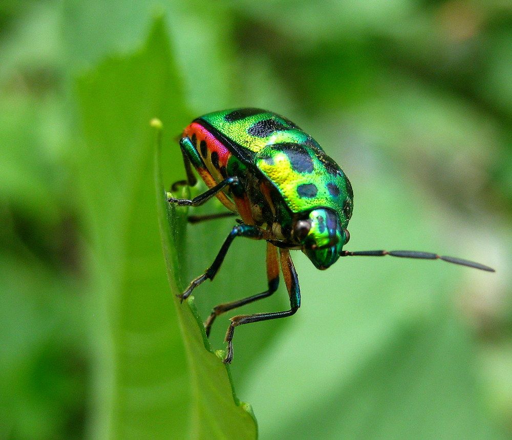 ID: Green Jewel Bug