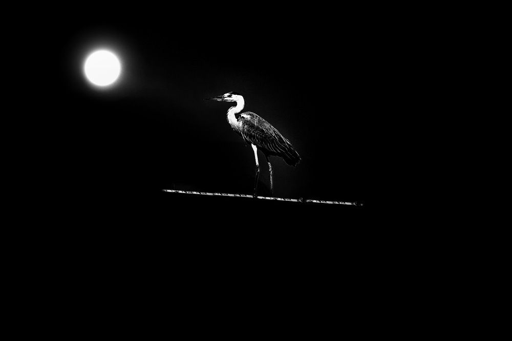 полная луна