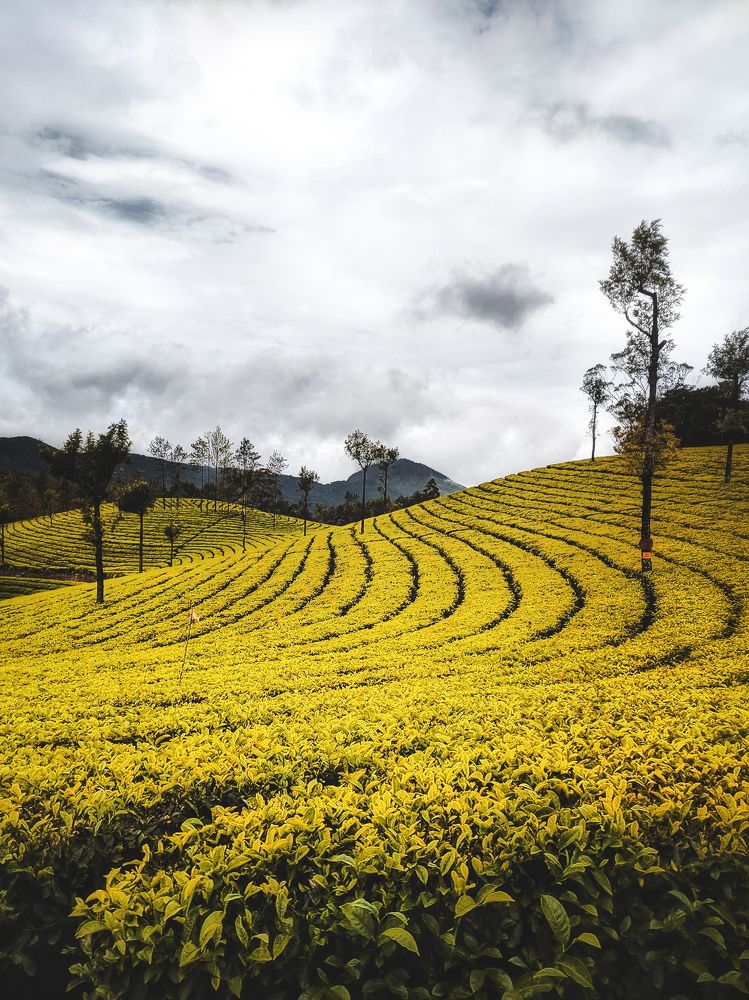 A look at this beautiful tea plantations of Munnar, Kerala.