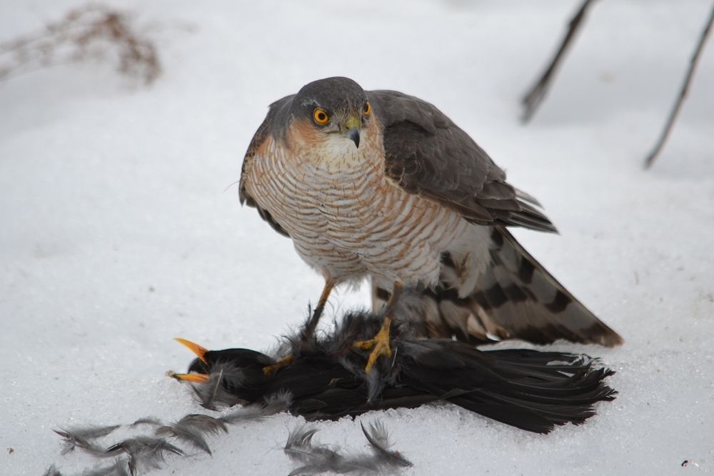 Удачная охота