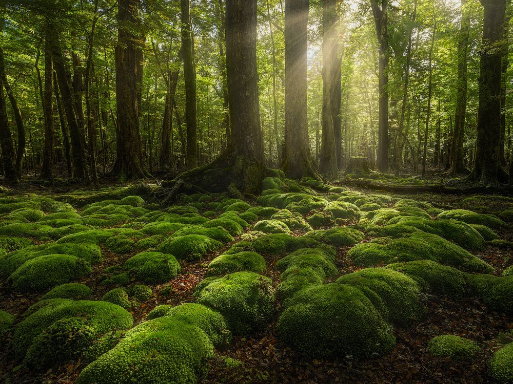 Green pillows deep in the red beech forest