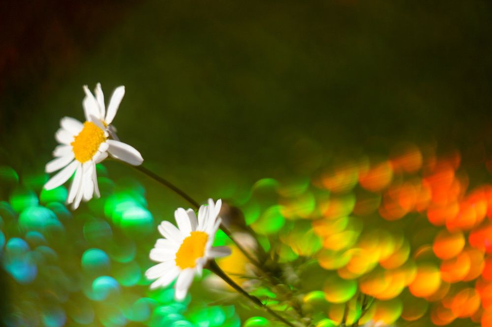 Любит не любит...