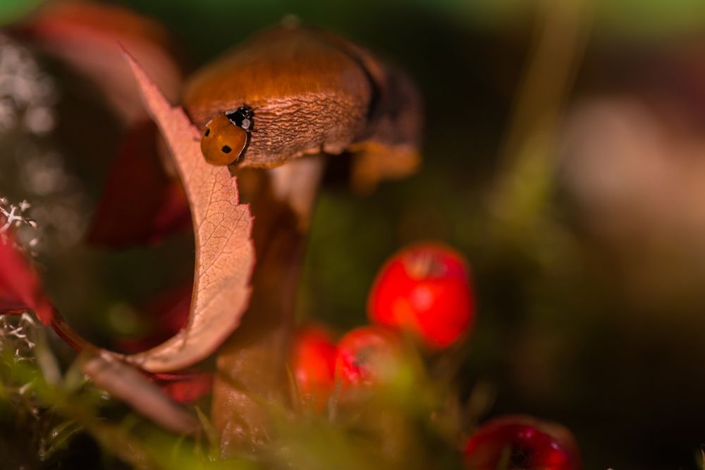 ladybug in search of adventure