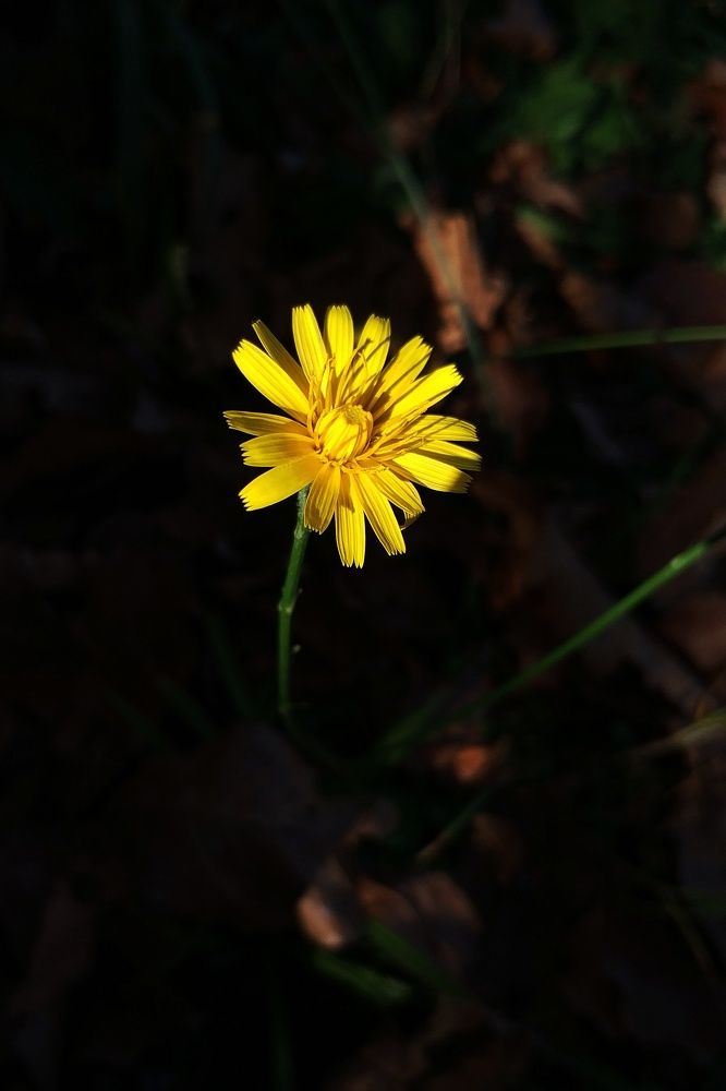 Луч света. A ray of light.