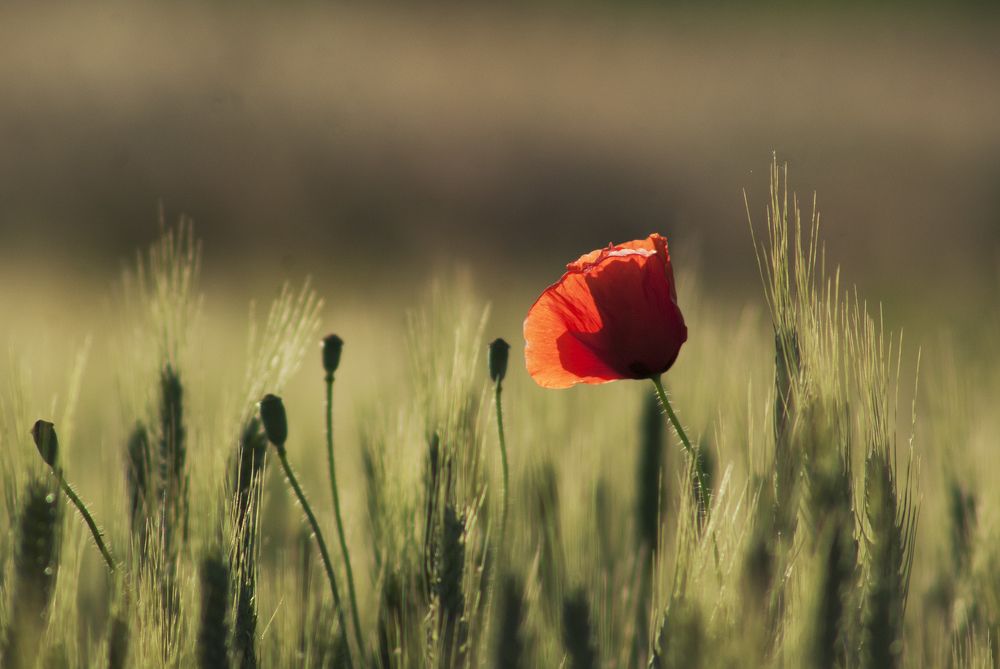 Photograph by Игорь Мальцев