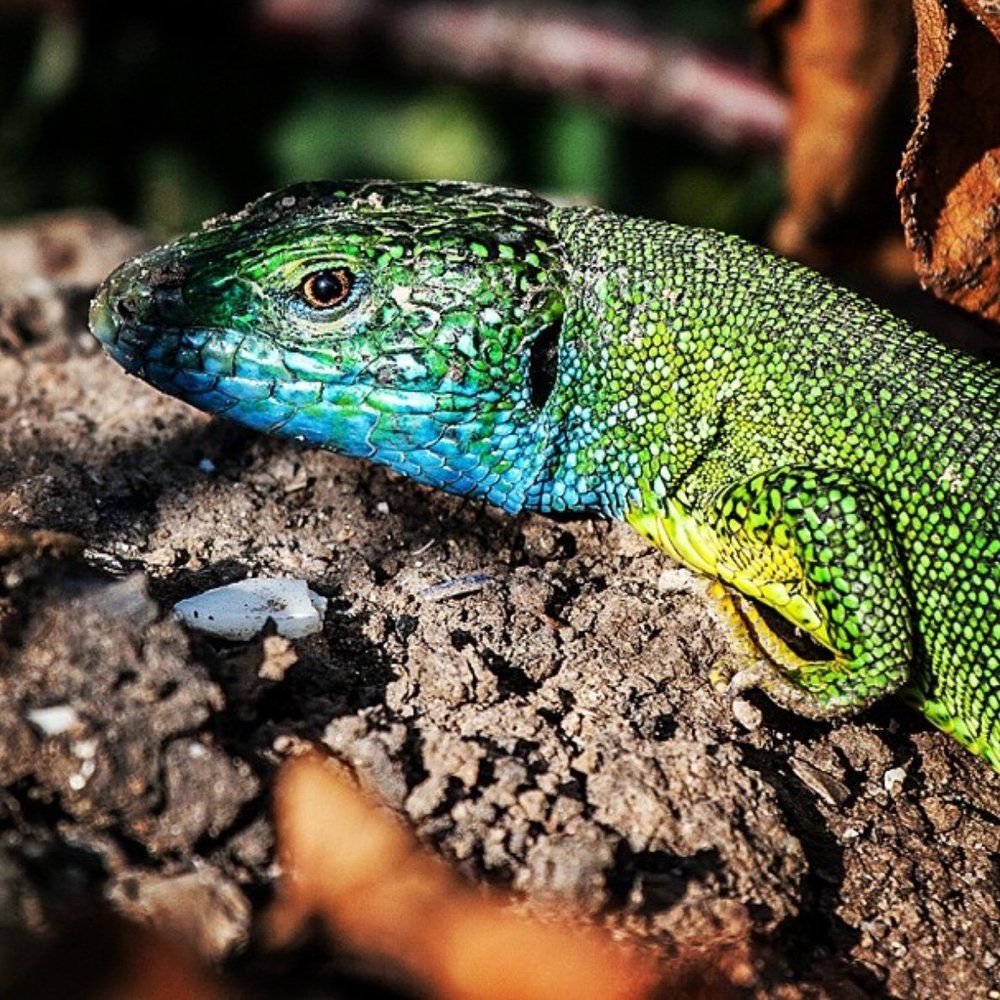 Lacerta viridis