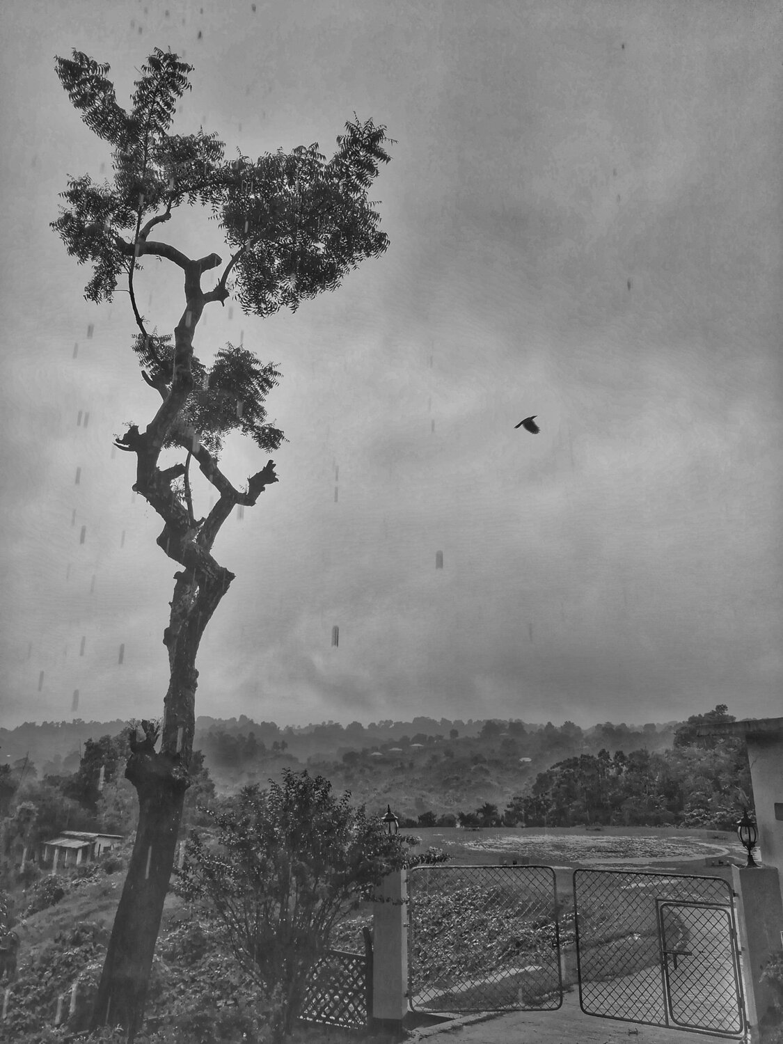 Rain Crow