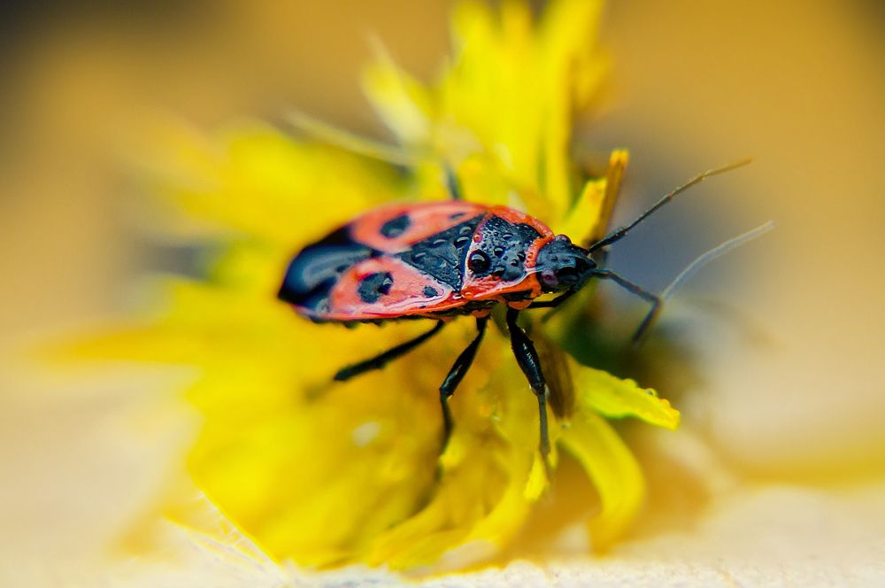 Photograph by Олеся