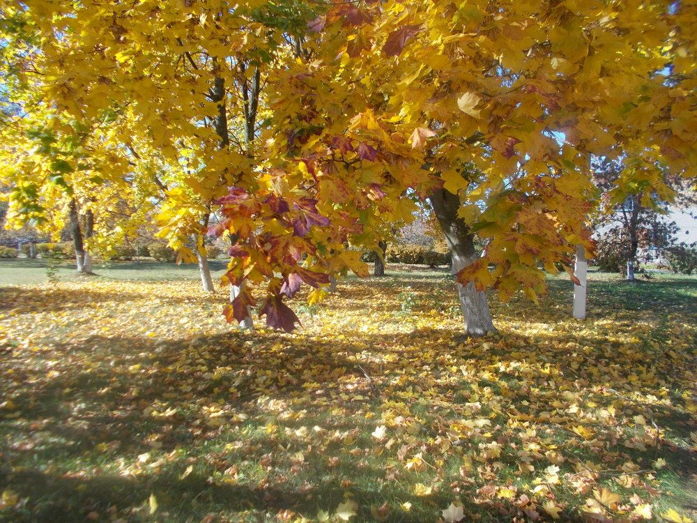 Photo #2607648