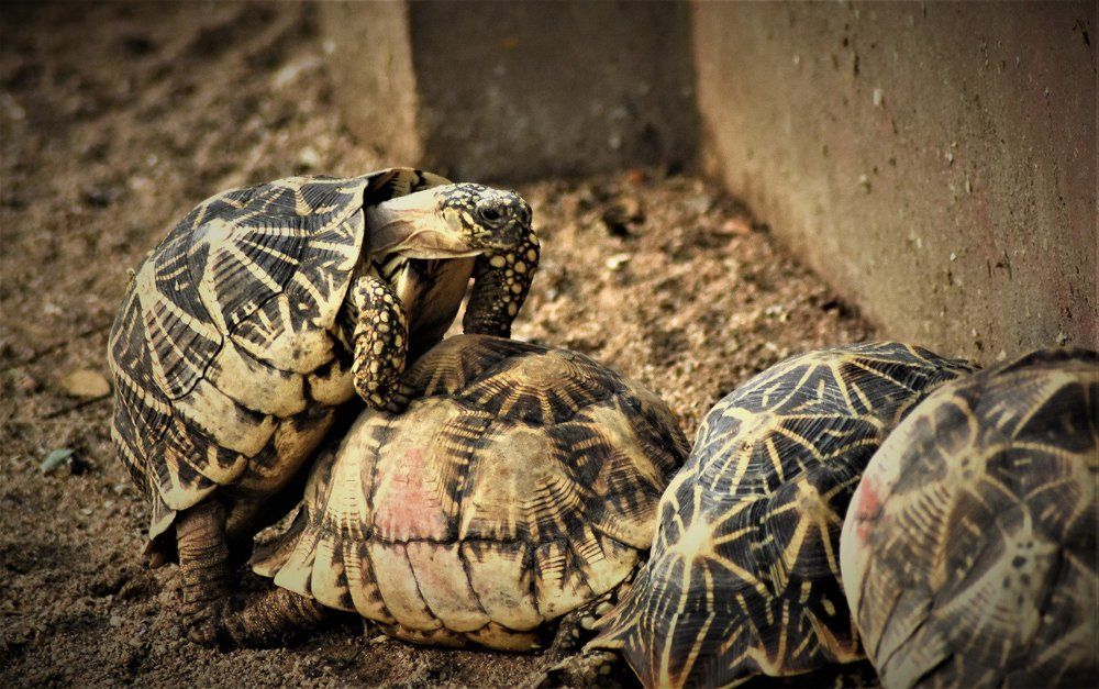 BUDDIES
