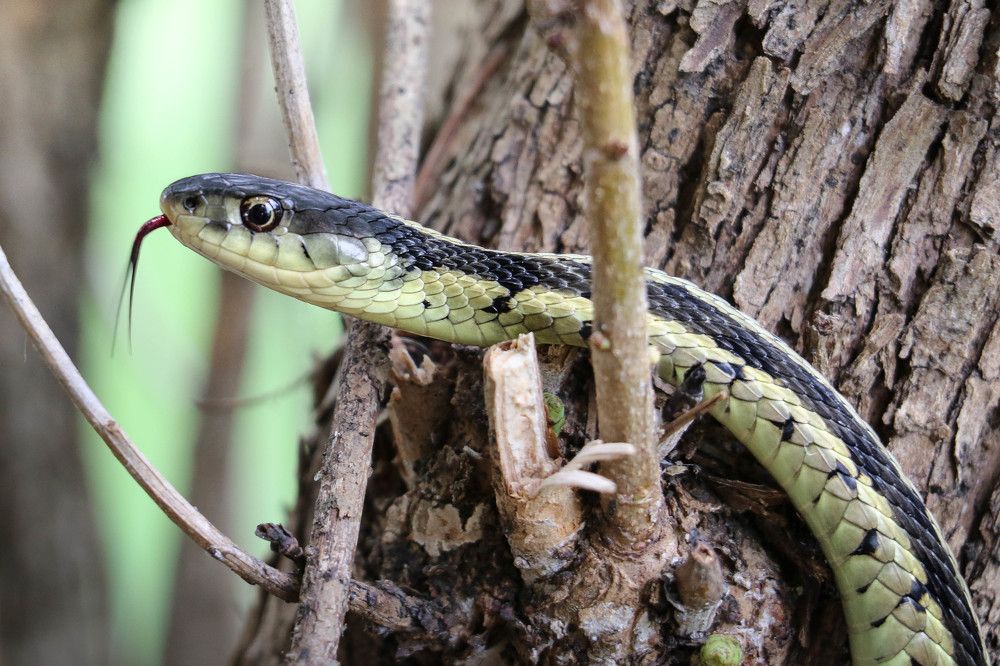 Being A Snake