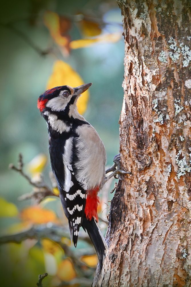 Лесной доктор.