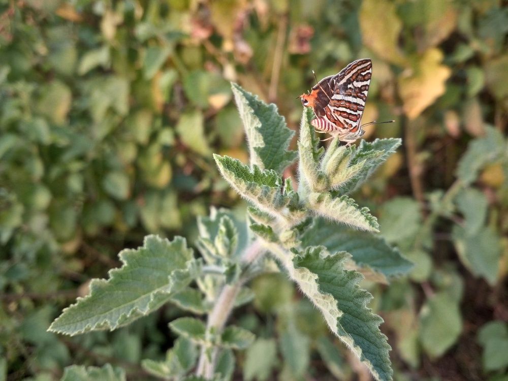 Small Butterfly