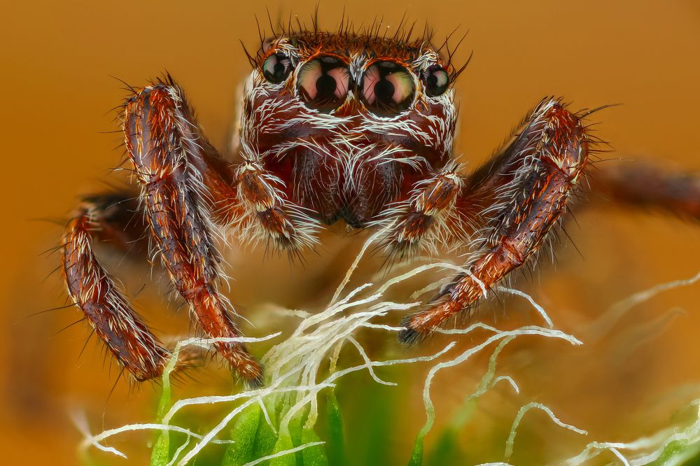 Пронзительный взгляд