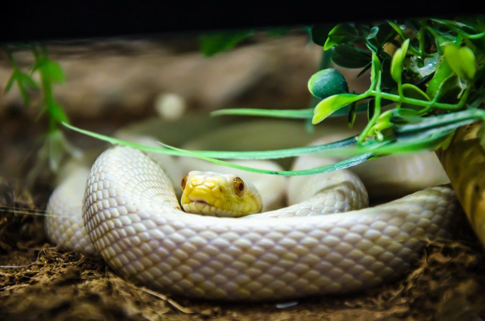 Малочешуйчатый полоз