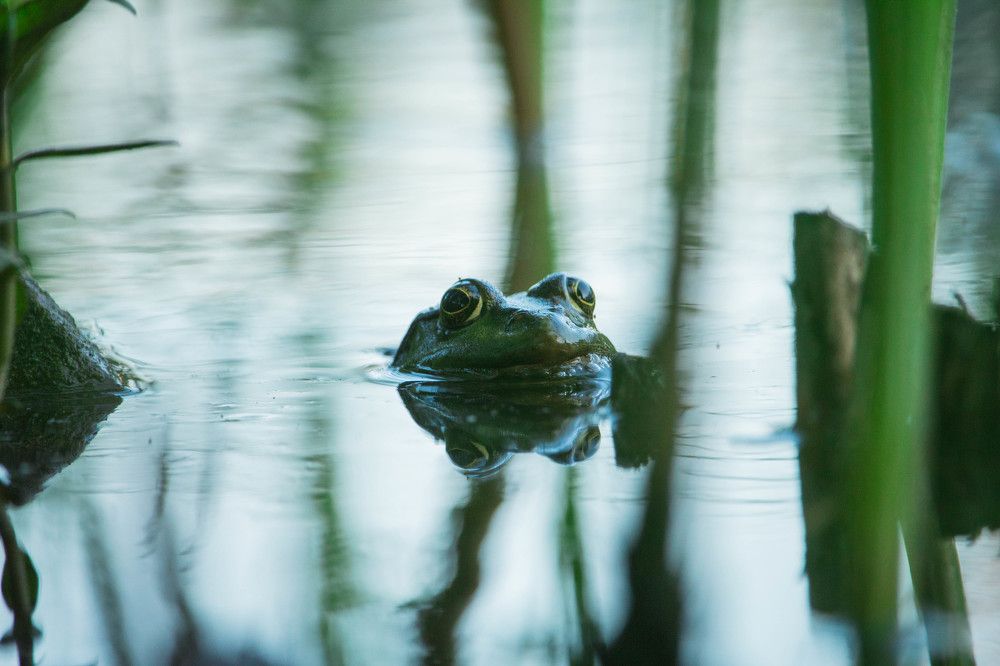 Photograph by Максим Пинчук