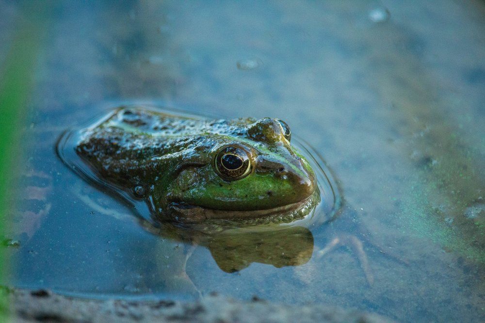 Photograph by Максим Пинчук