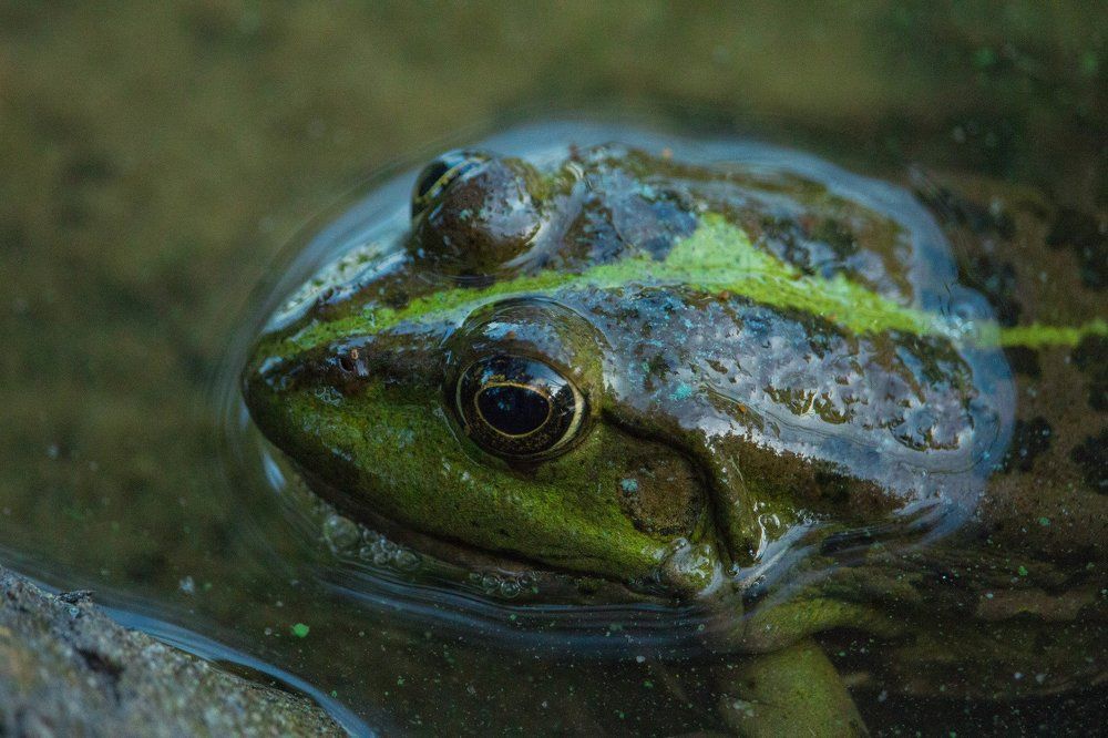 Photograph by Максим Пинчук