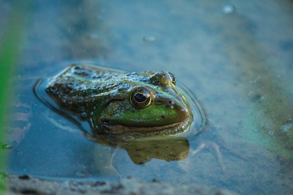 Ниже травы, тише воды.
