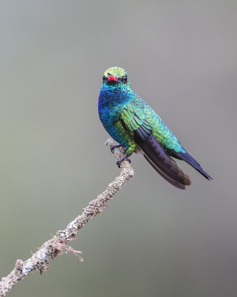 Glittering-bellied Emerald