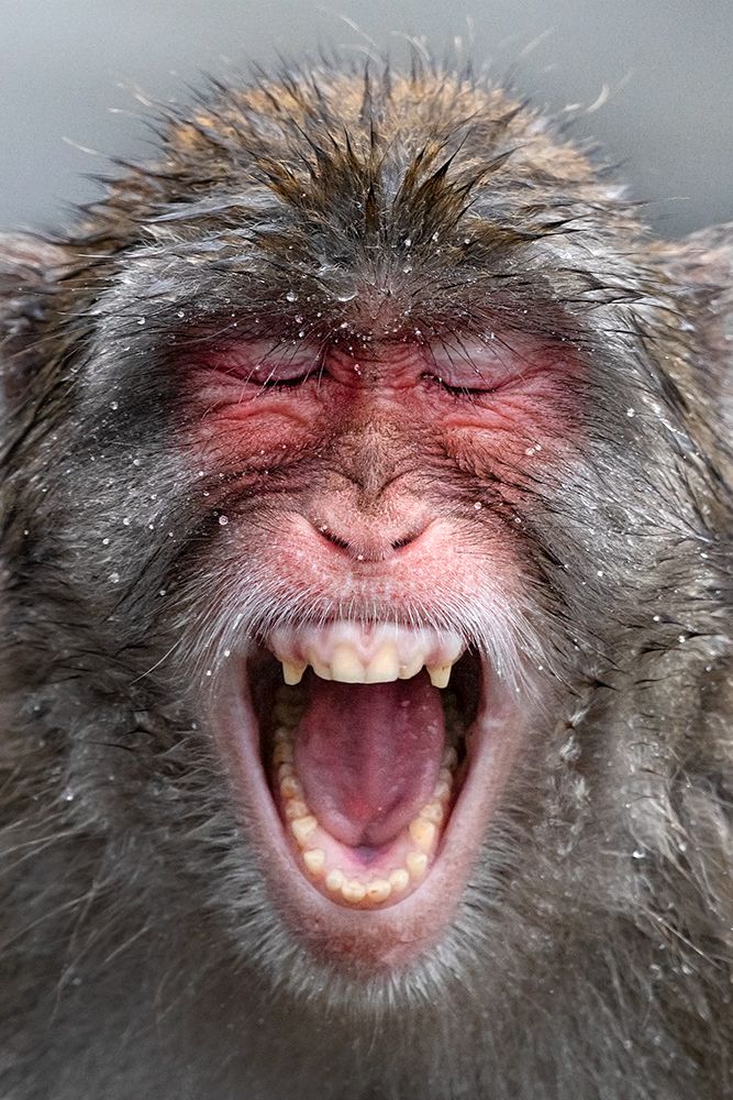 Monkey's roar