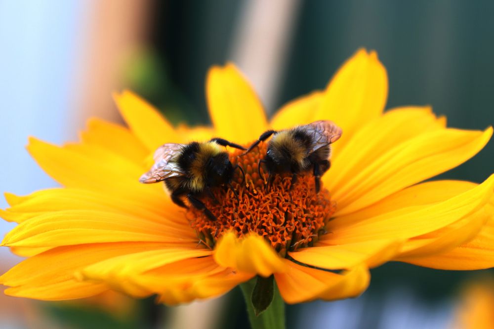 Встретились две подружки)
