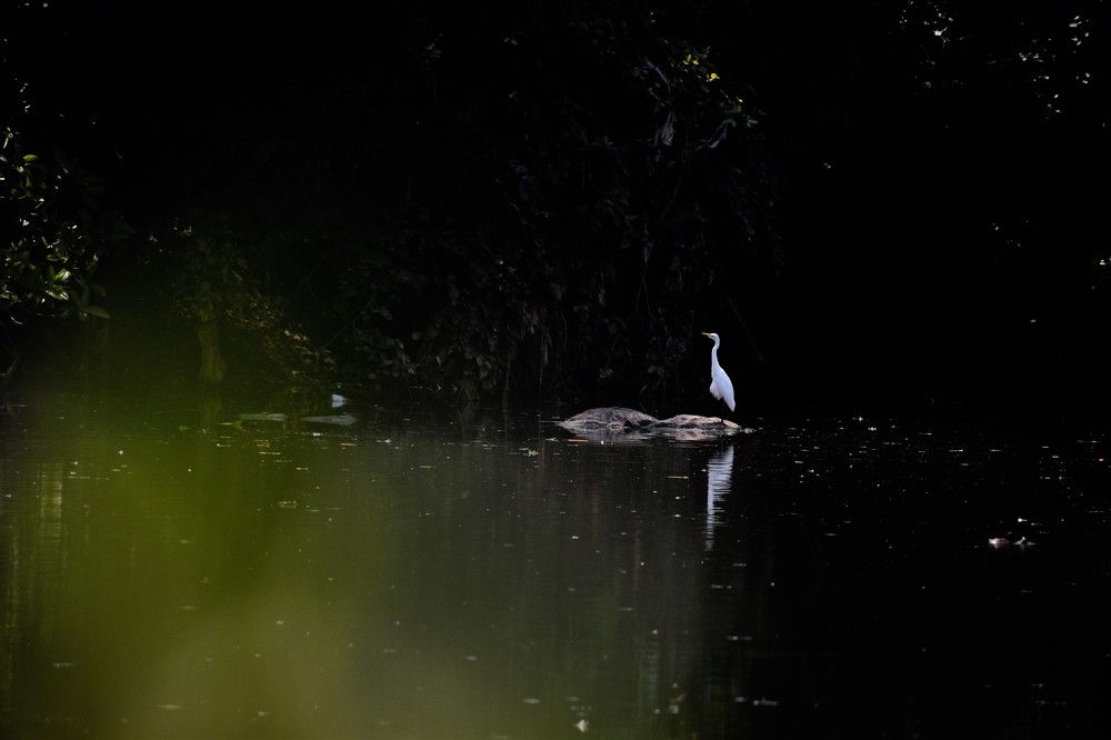 bird photography bird landscape wildlife photography